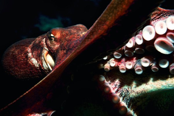 Kraken site